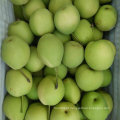 Nova Colheita Fresh Green Shandong Pear